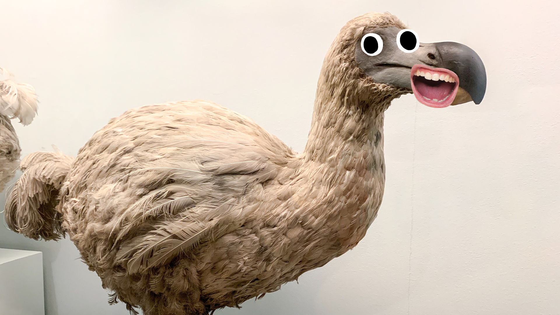 Stuffed Dodo with funny eyes