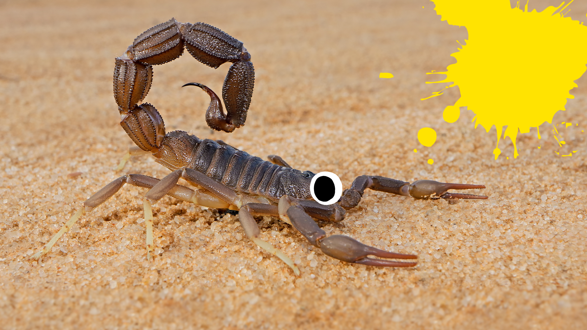 A scorpion in the desert