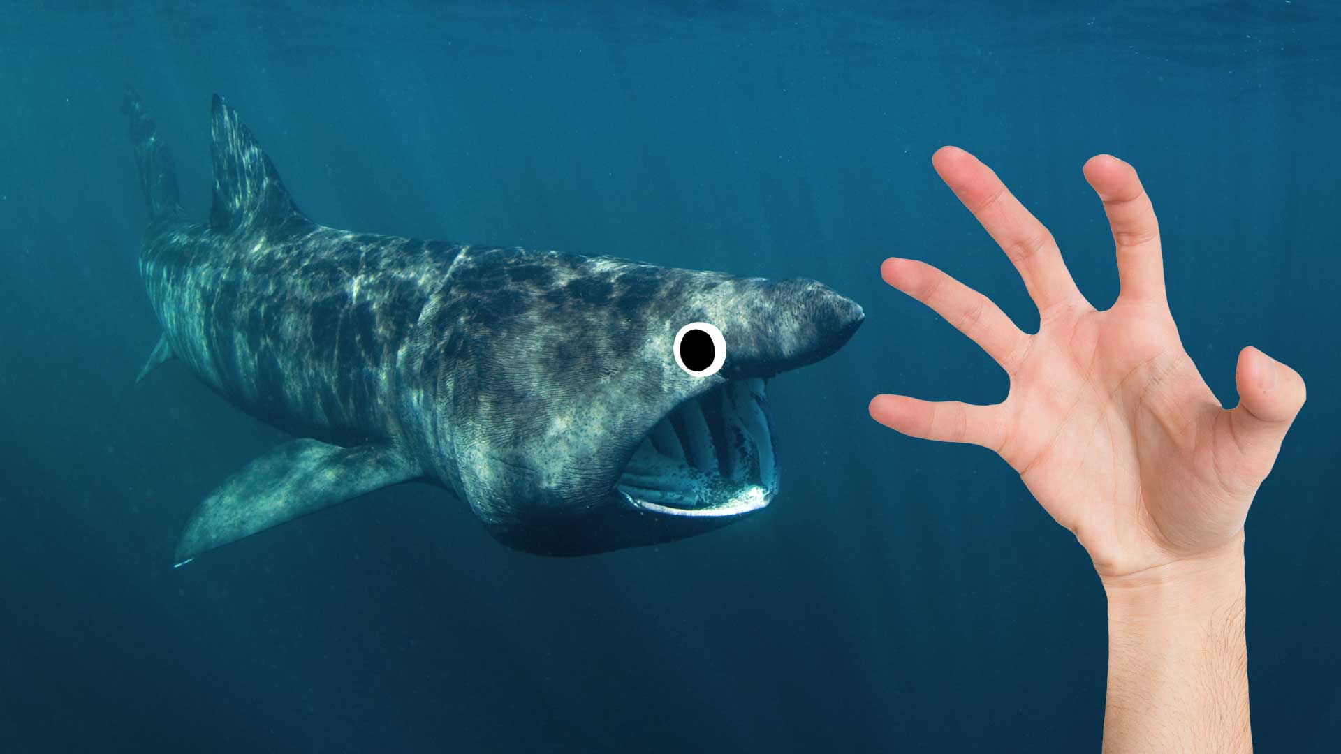 A shark roaming the deep waters