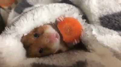 A hamster eating a carrot