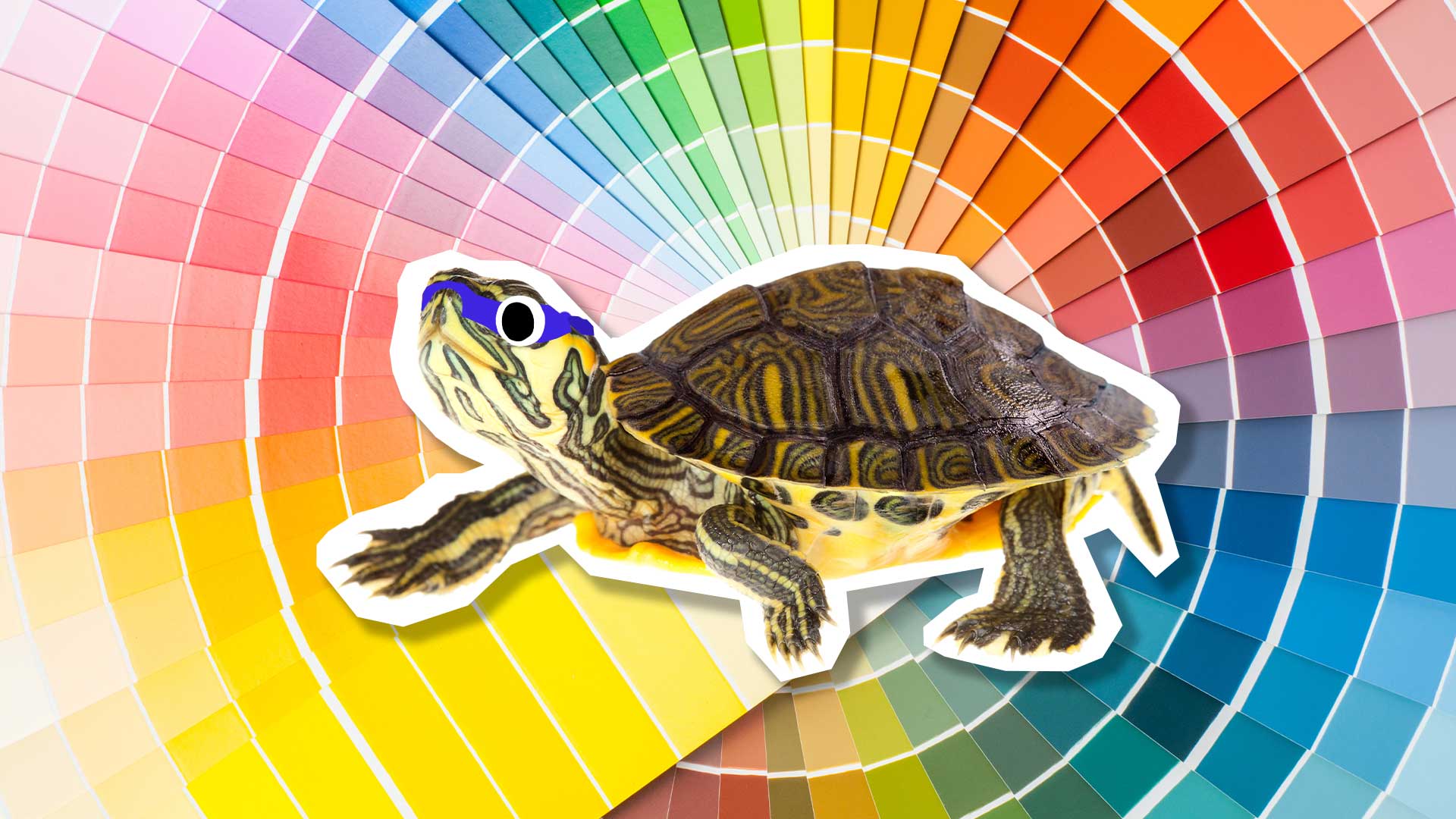 A turtle on a colour board 