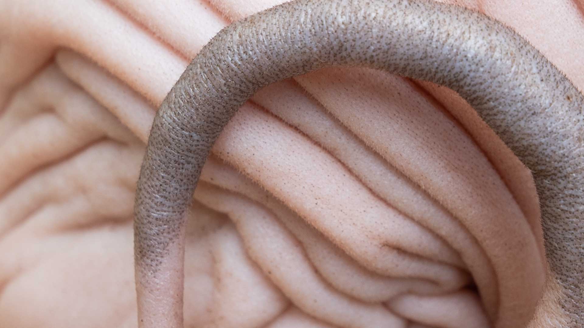 A close up of an animal's back and tail