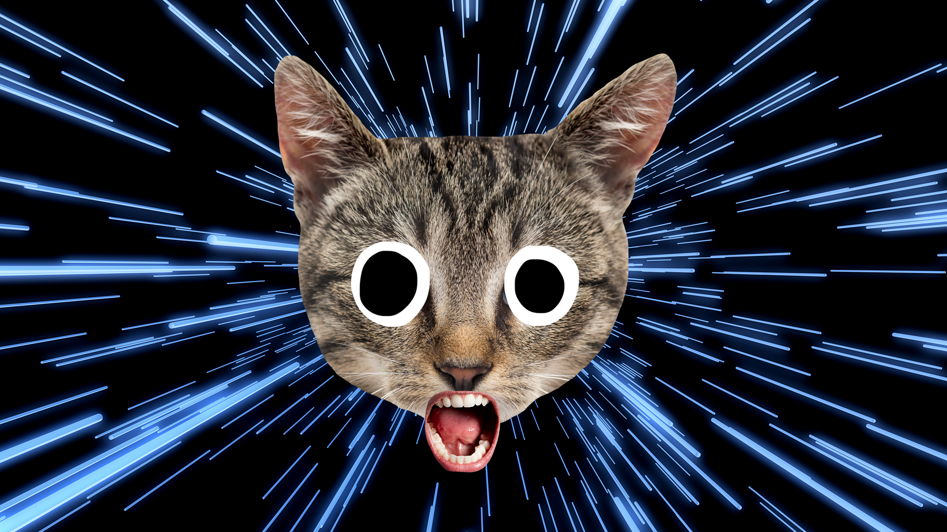 Surprised cat face on laser light background 
