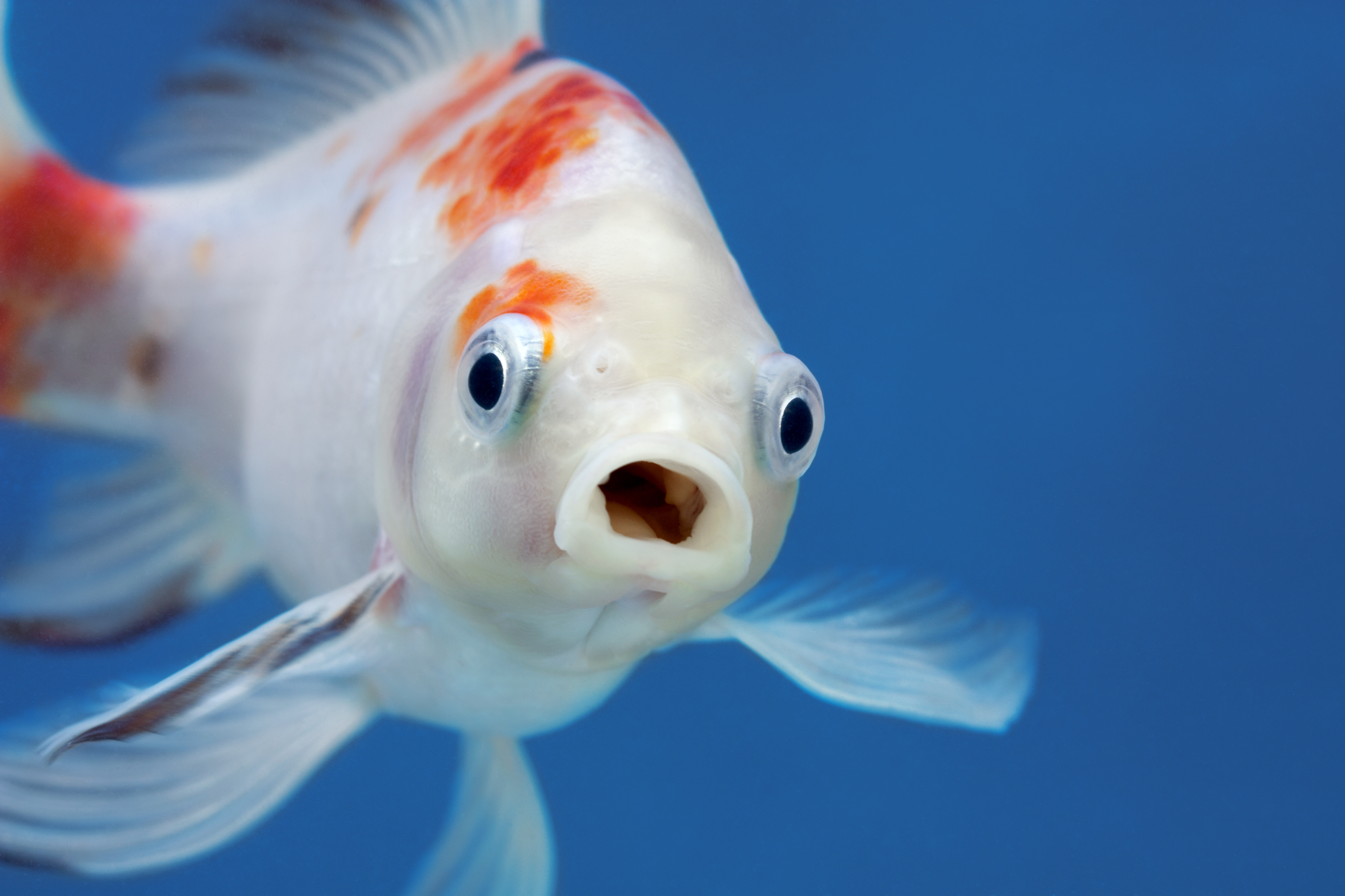 A surprised looking fish