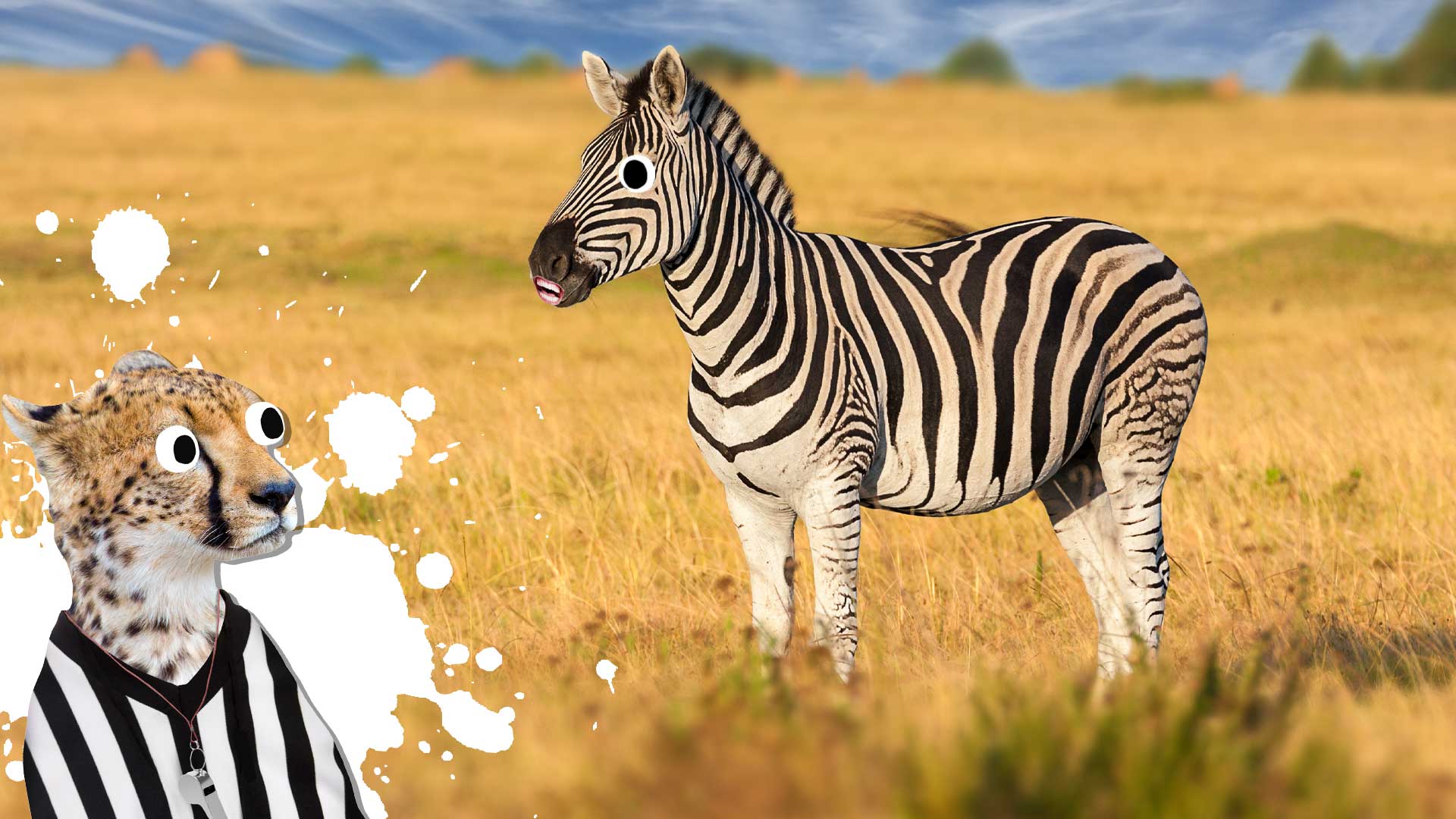 A zebra and a big cat in a big grassy field