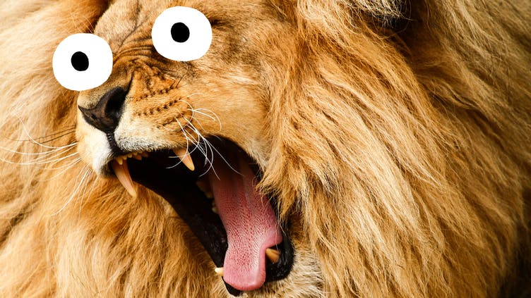 A lion yawning 