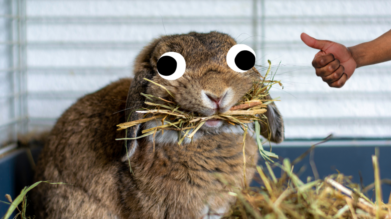 A rabbit eating some hay