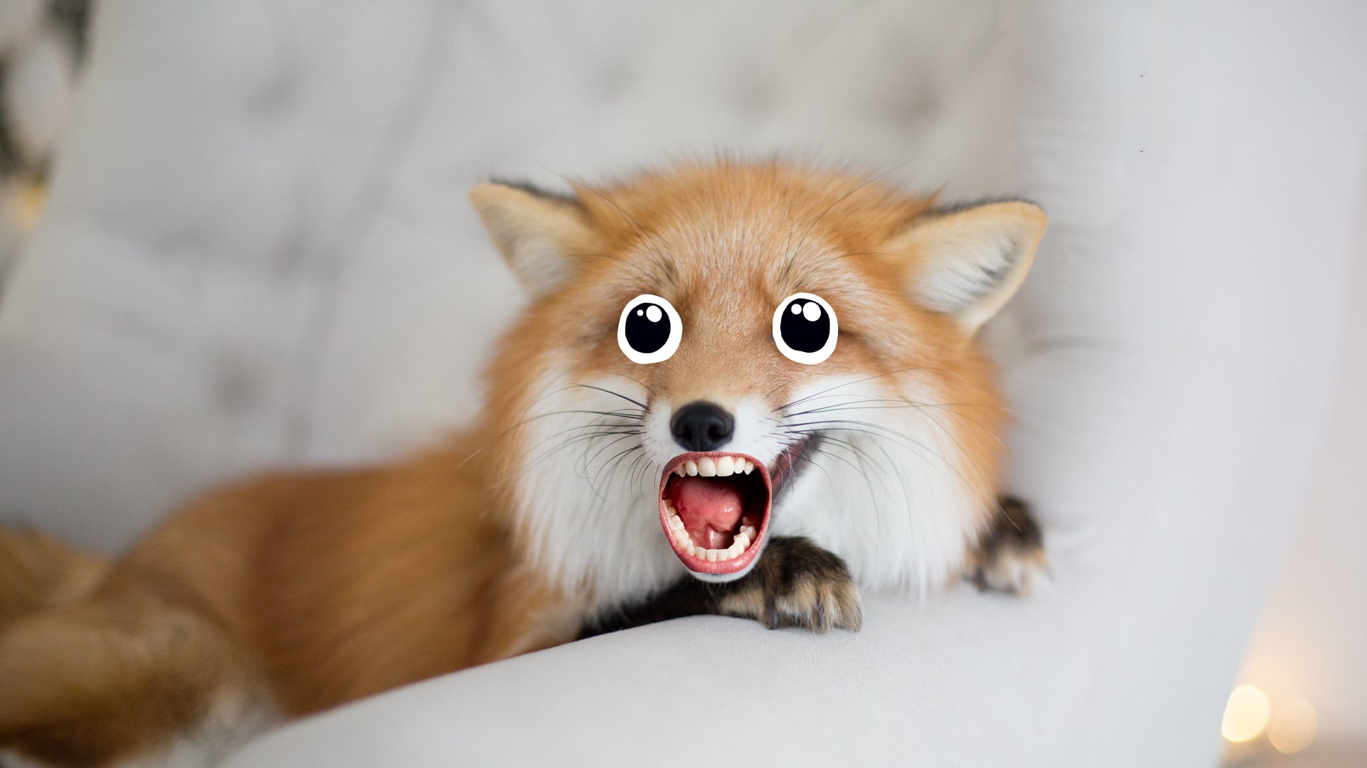 A fox looking at the camera