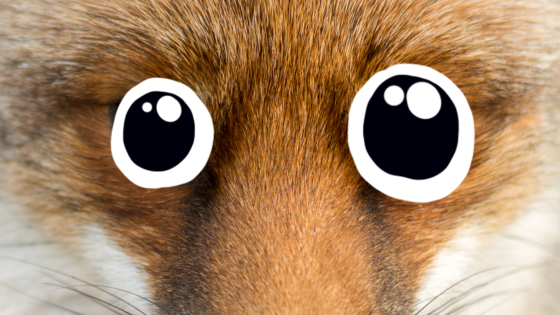 A close up of a fox's face
