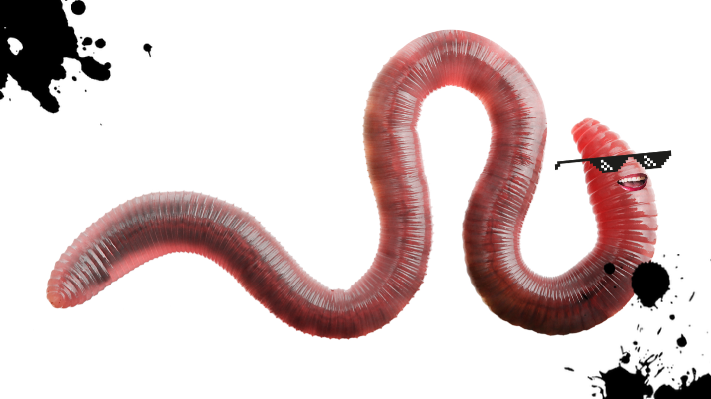 A cool worm