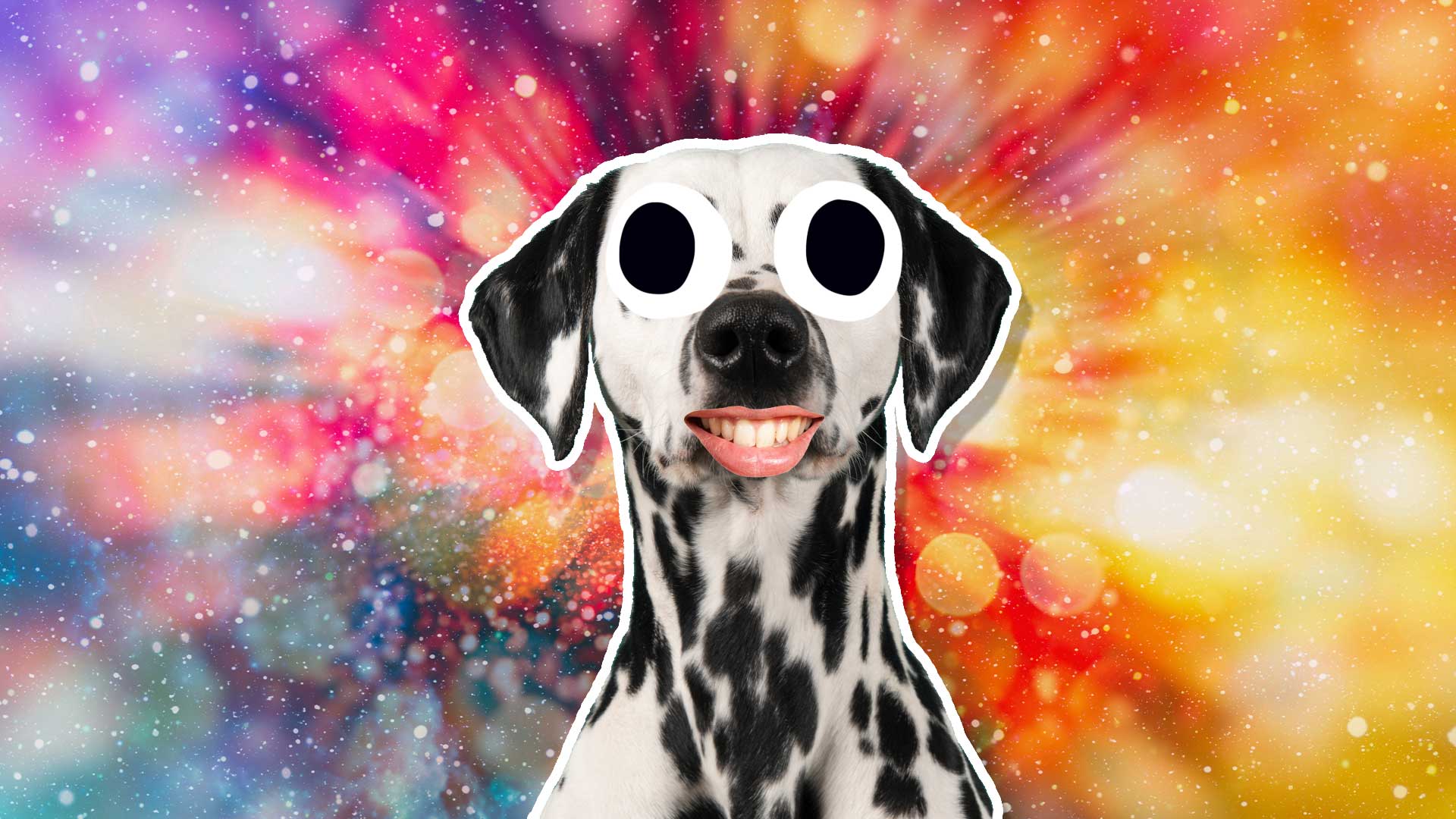 A Dalmatian dog