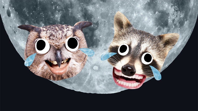 An owl and a raccoon on the moon