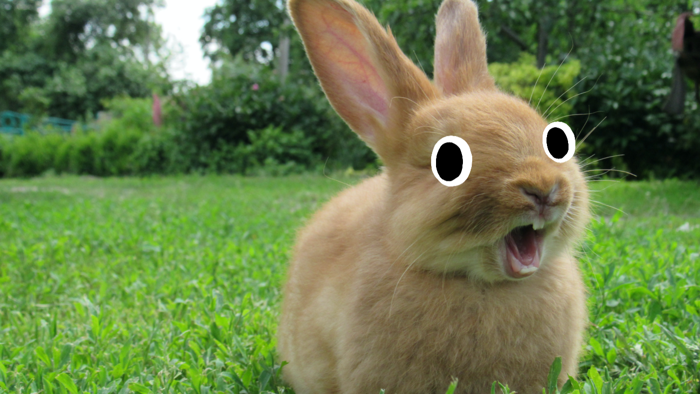 cute rabbit with googly eyes