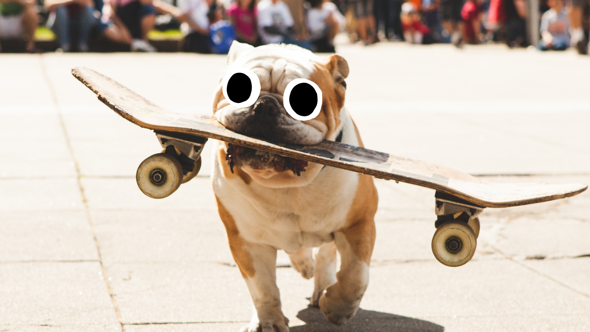Dog with skateboard in mouth