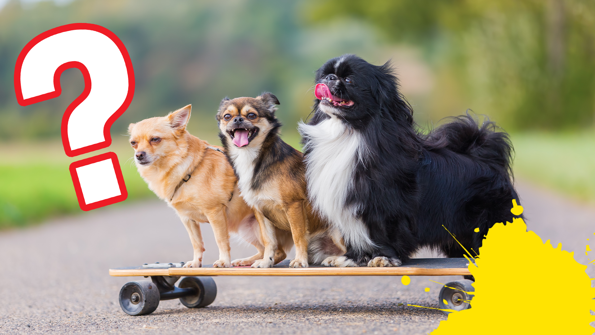 Three dogs on skateboard with question mark and splat 