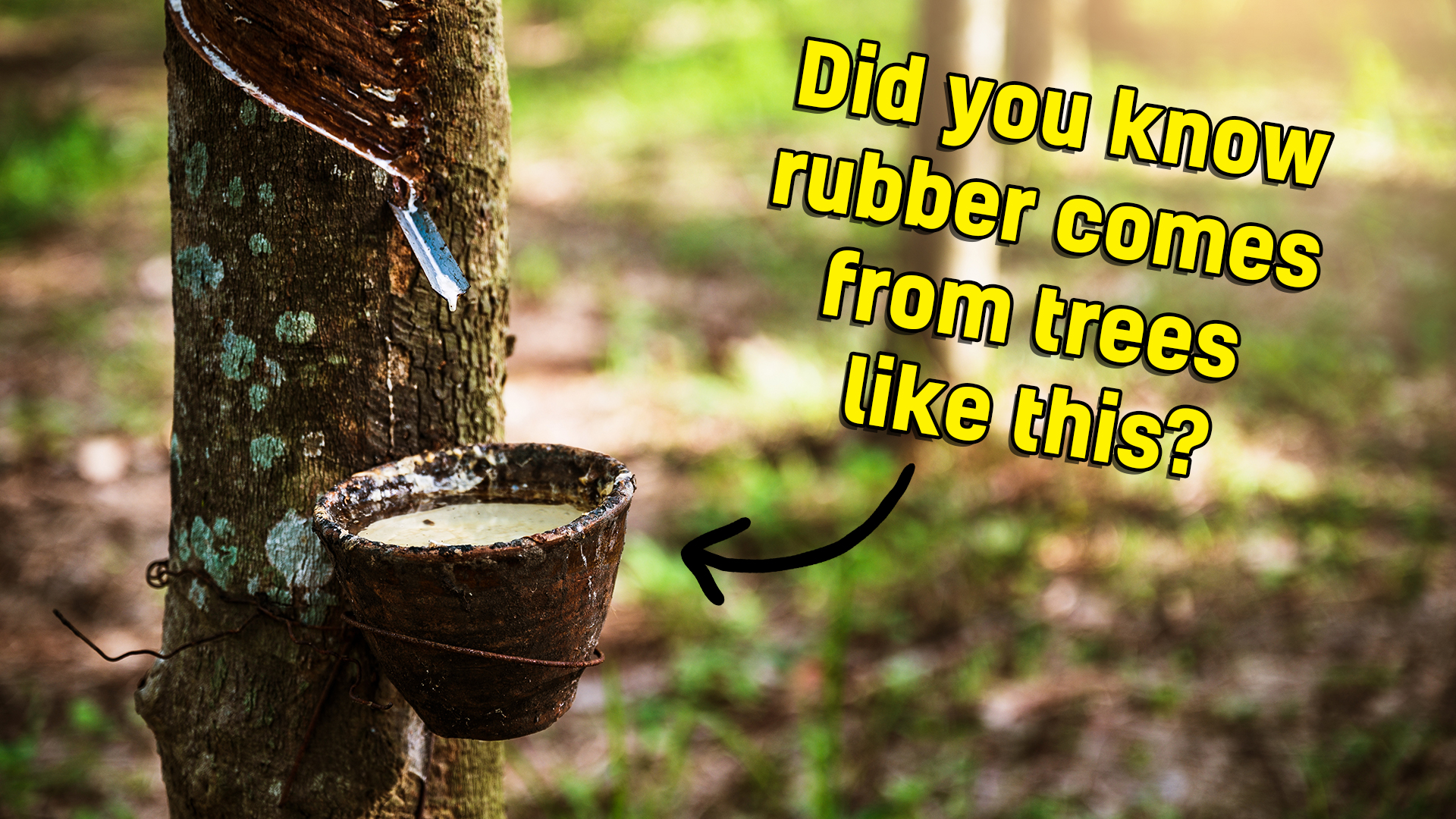 A rubber tree