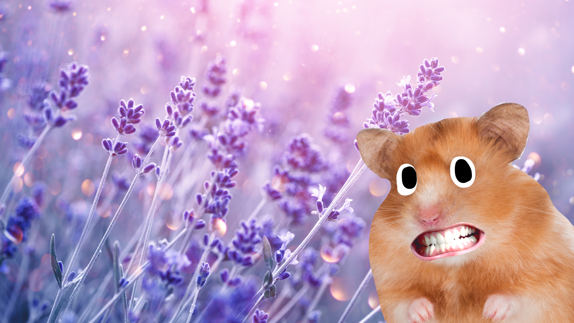 Goofy hamster in lavender field