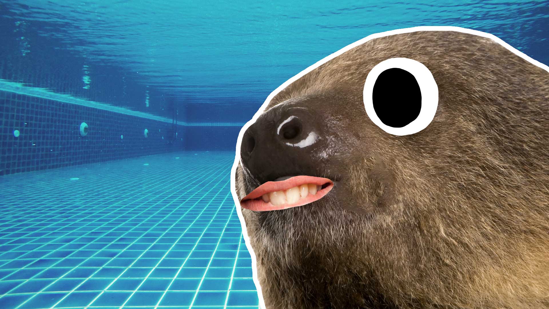 A sloth in a swimming pool
