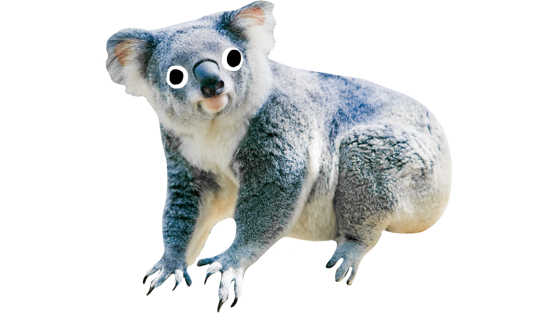 It's a koala looking very pleased with themselves