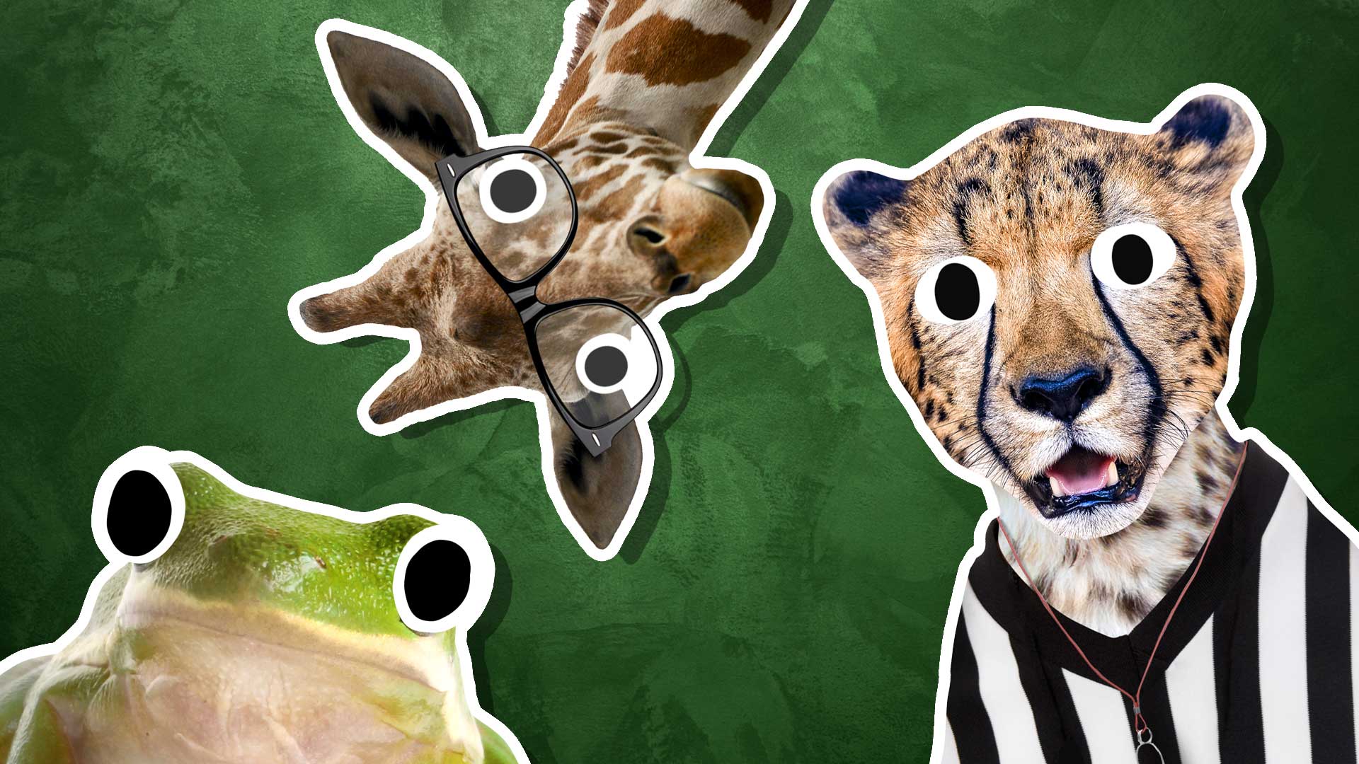 Some animals staring at you