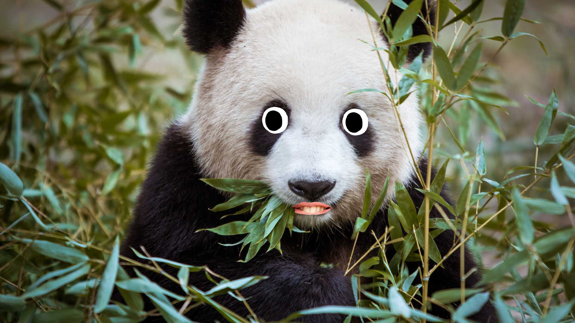 A panda chewing some bamboo leaves