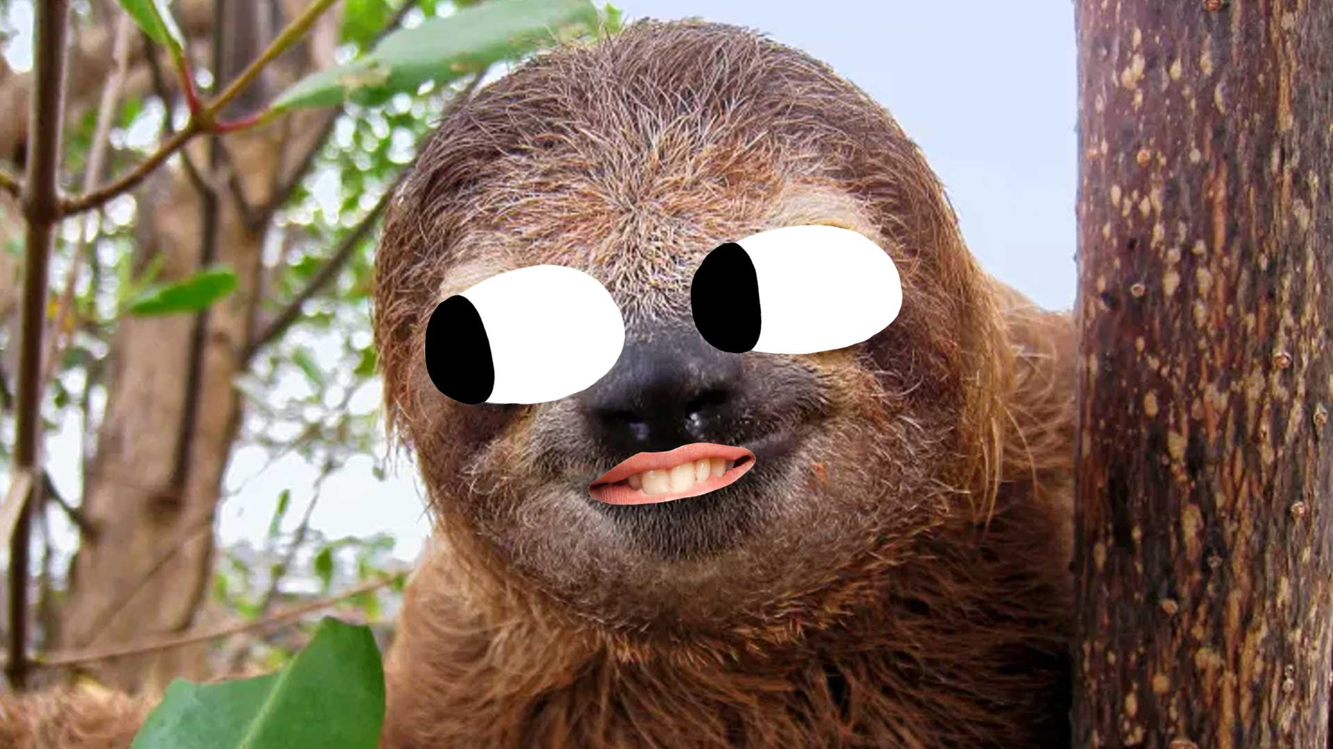 A cheeky sloth