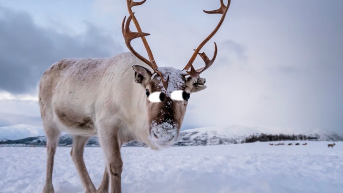A reindeer in the snow