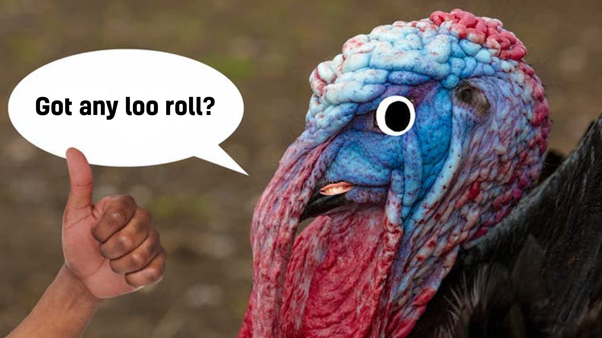 A turkey asking for toilet roll