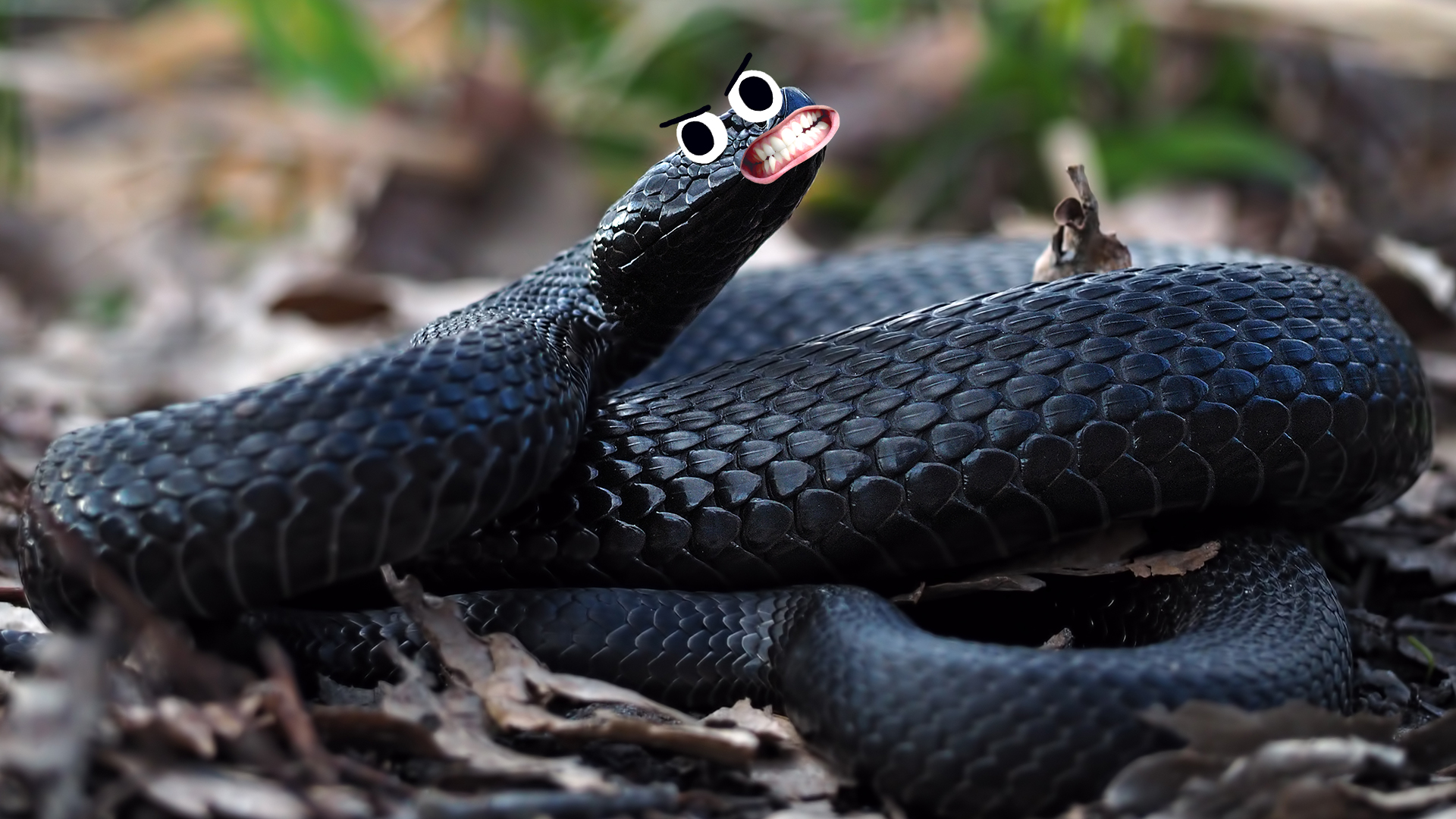 A black, hissing snake