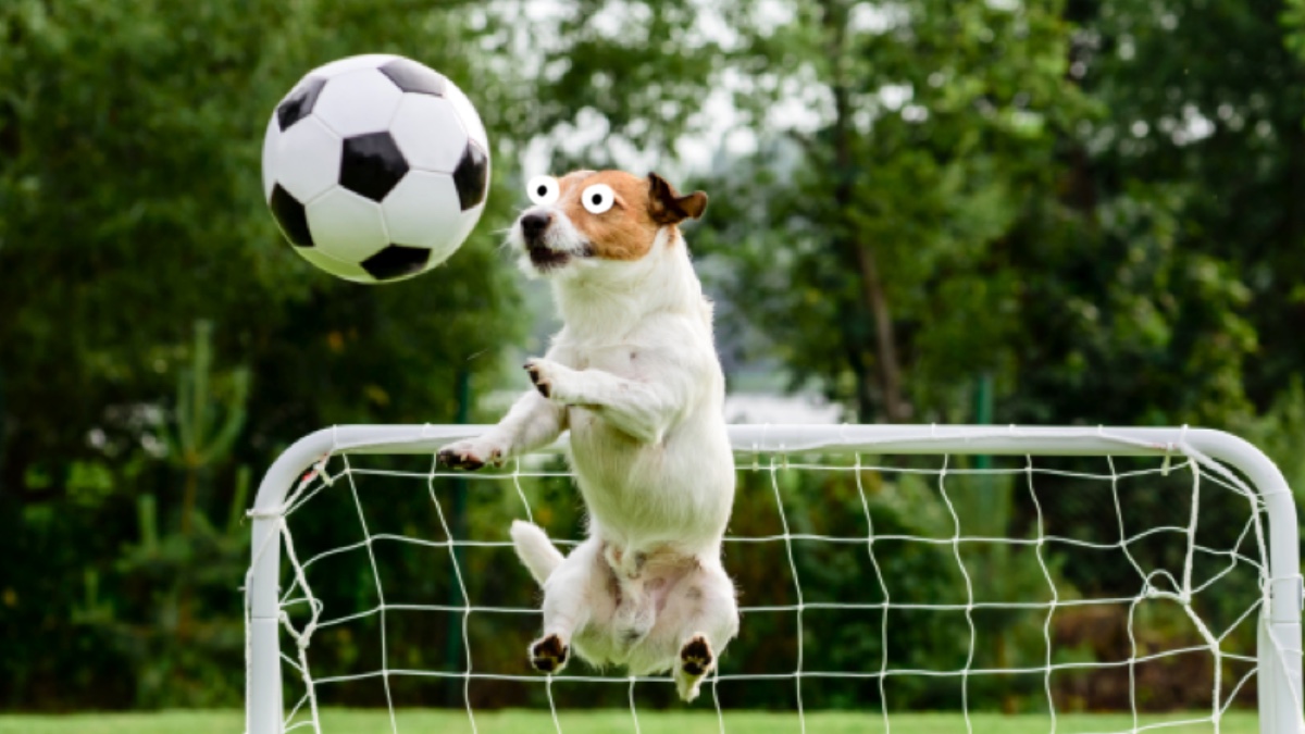 A dog playing football in a park