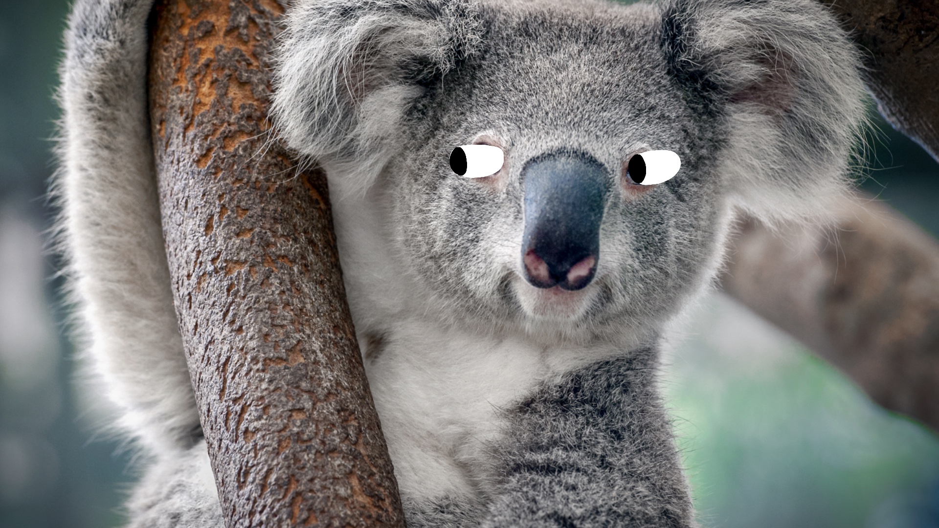 A cheeky koala