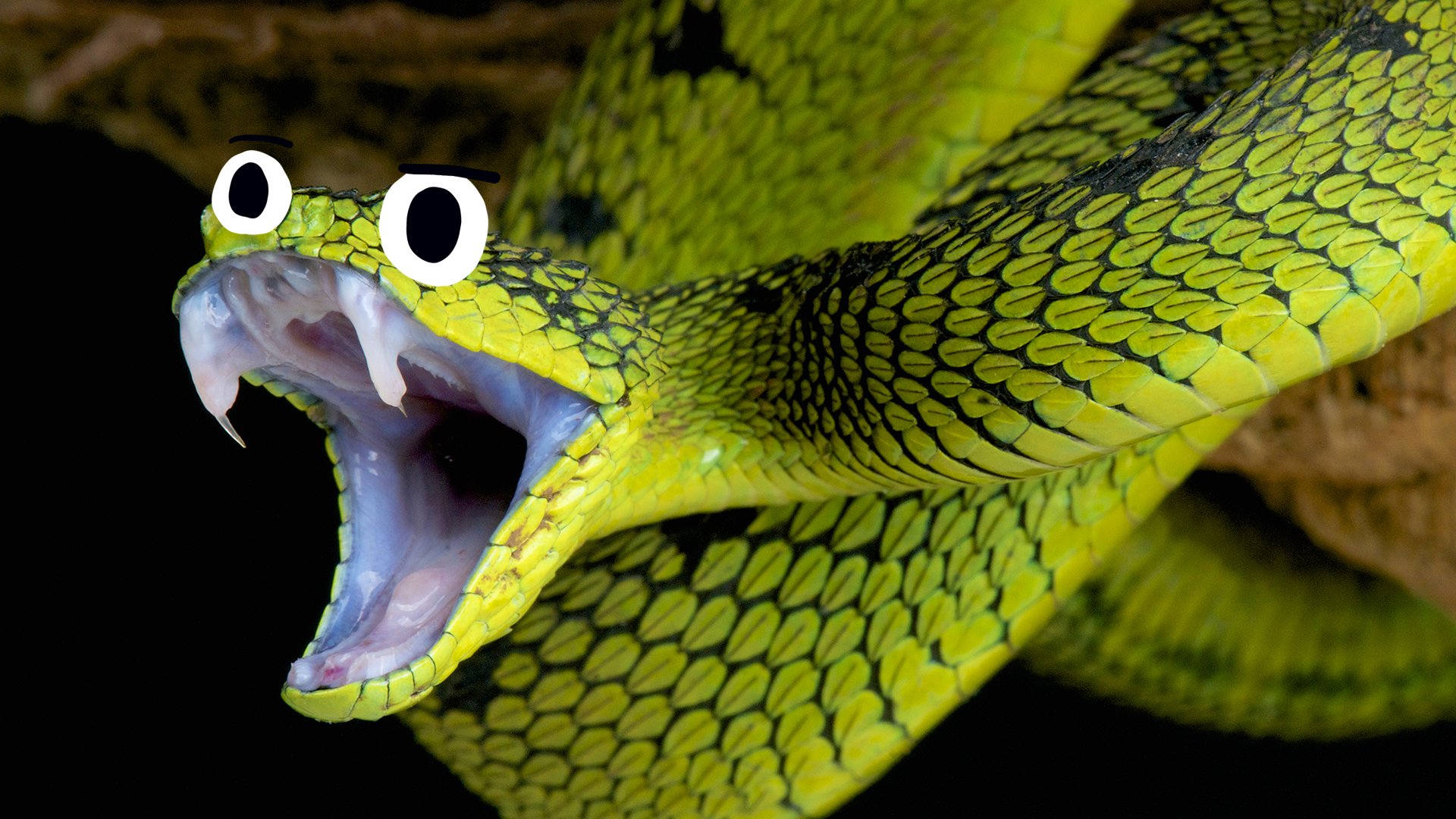 A snake spitting venom