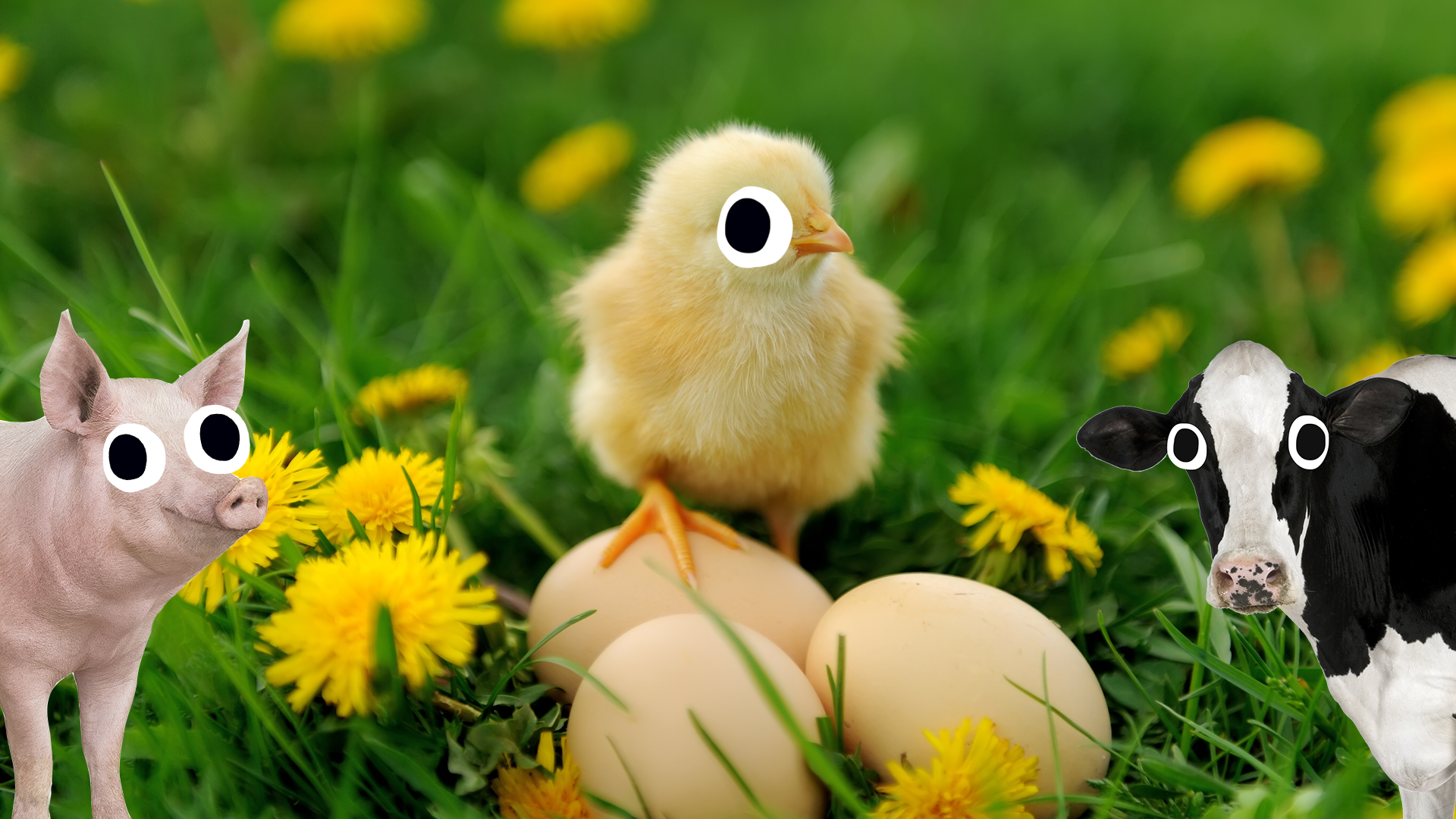 Chick with eggs and Beano farm animals