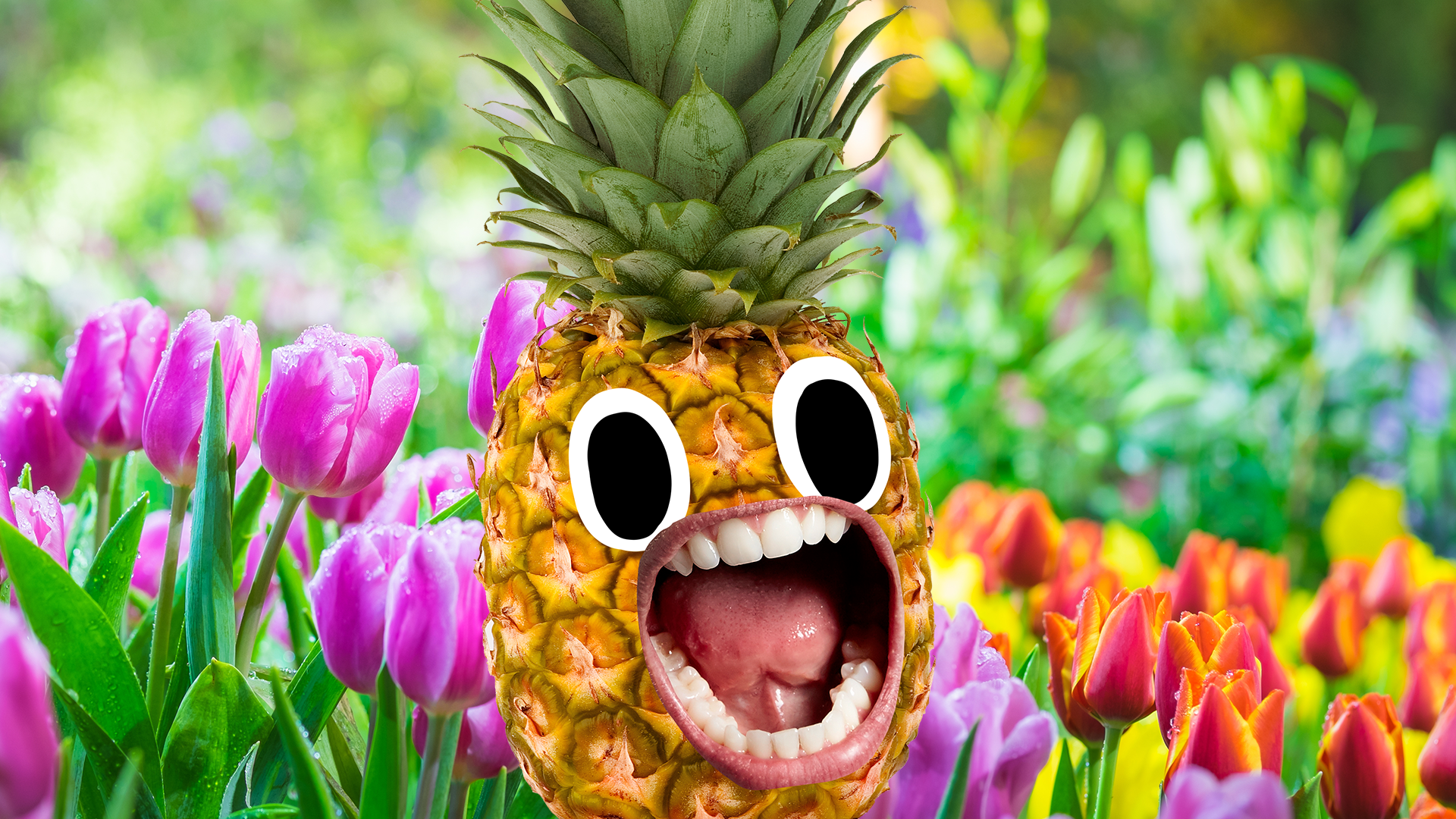 Screaming Beano pineapple and tulips
