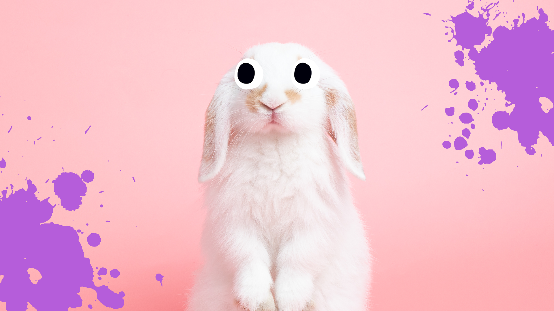 Bunny with splats on pink background