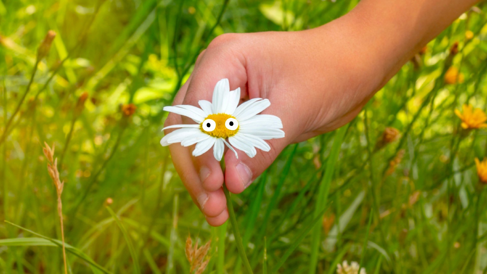 A daisy in a field