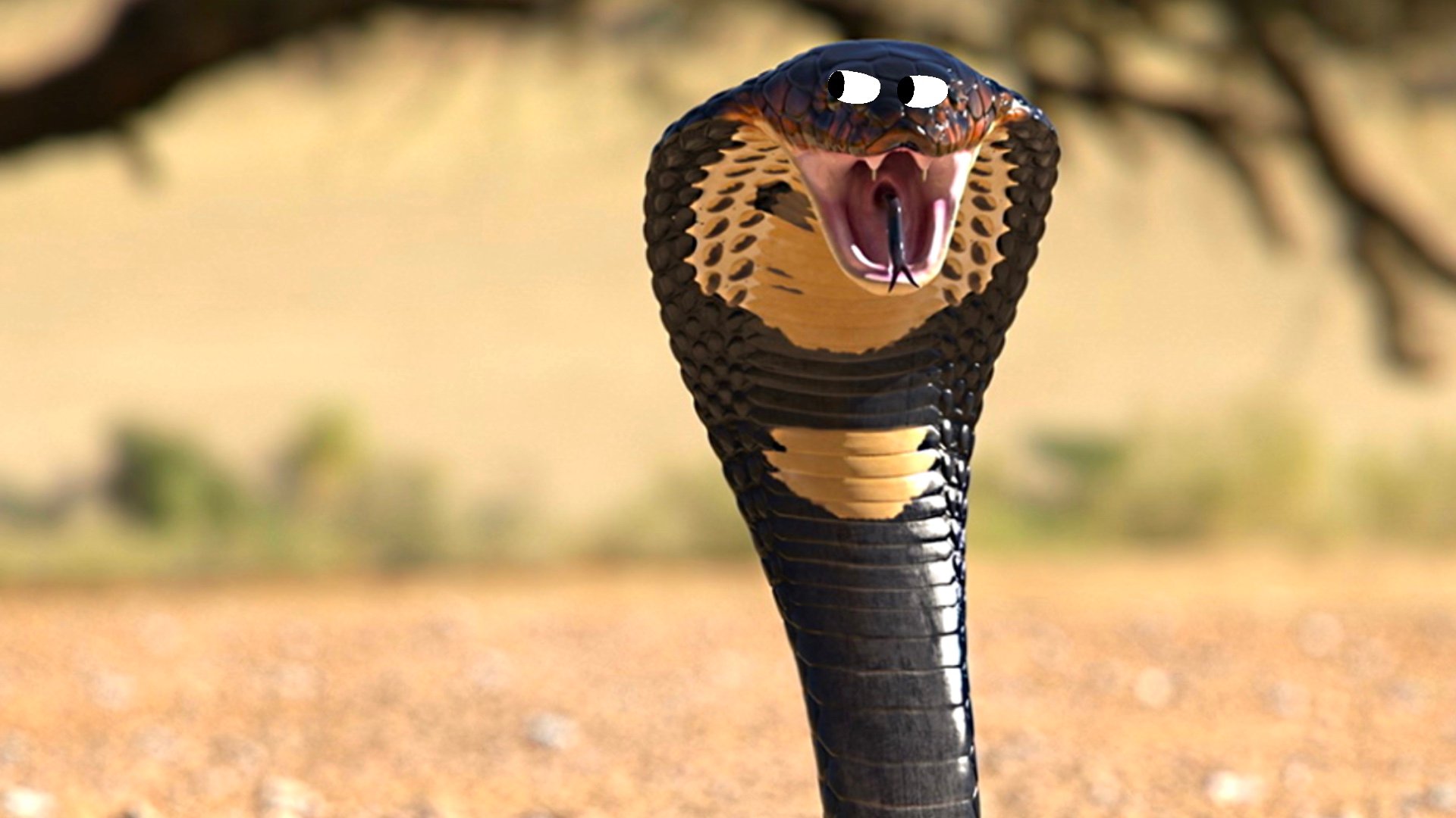 A king cobra rearing