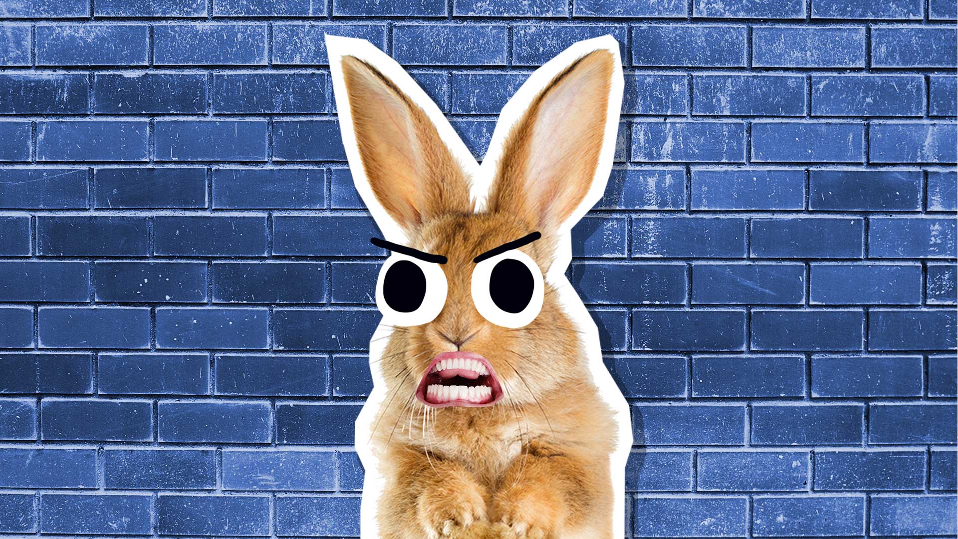 An annoyed rabbit