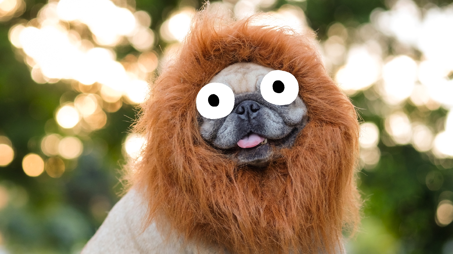 A pug dressed as a lion