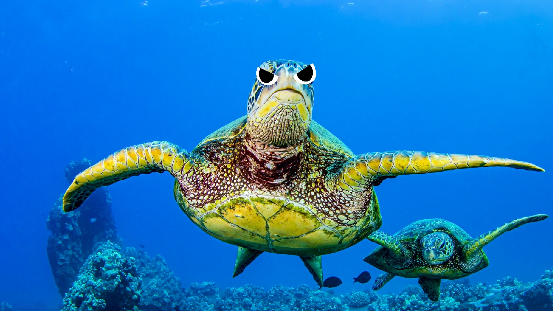 A turtle swimming in the sea