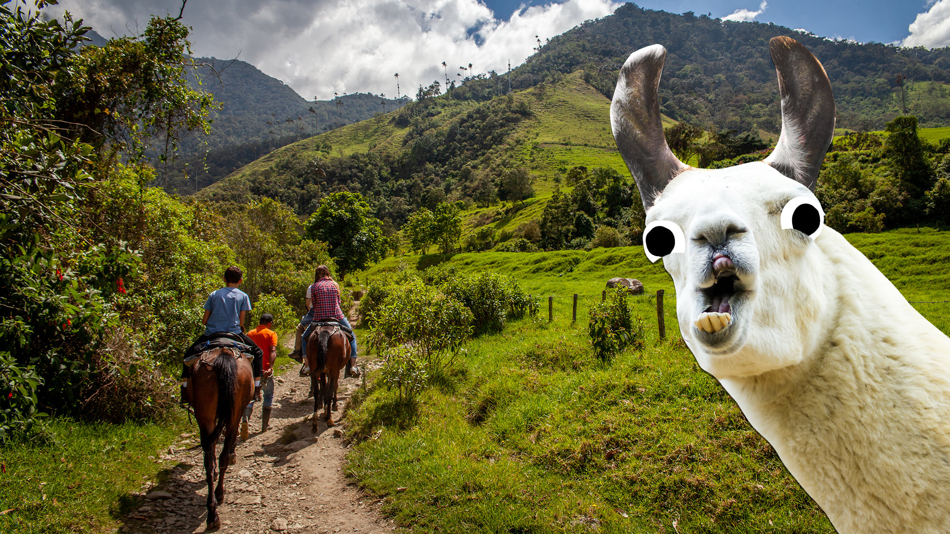 A llama in a South American country