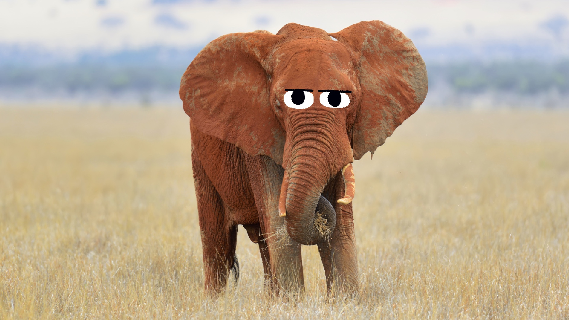 A grumpy looking elephant