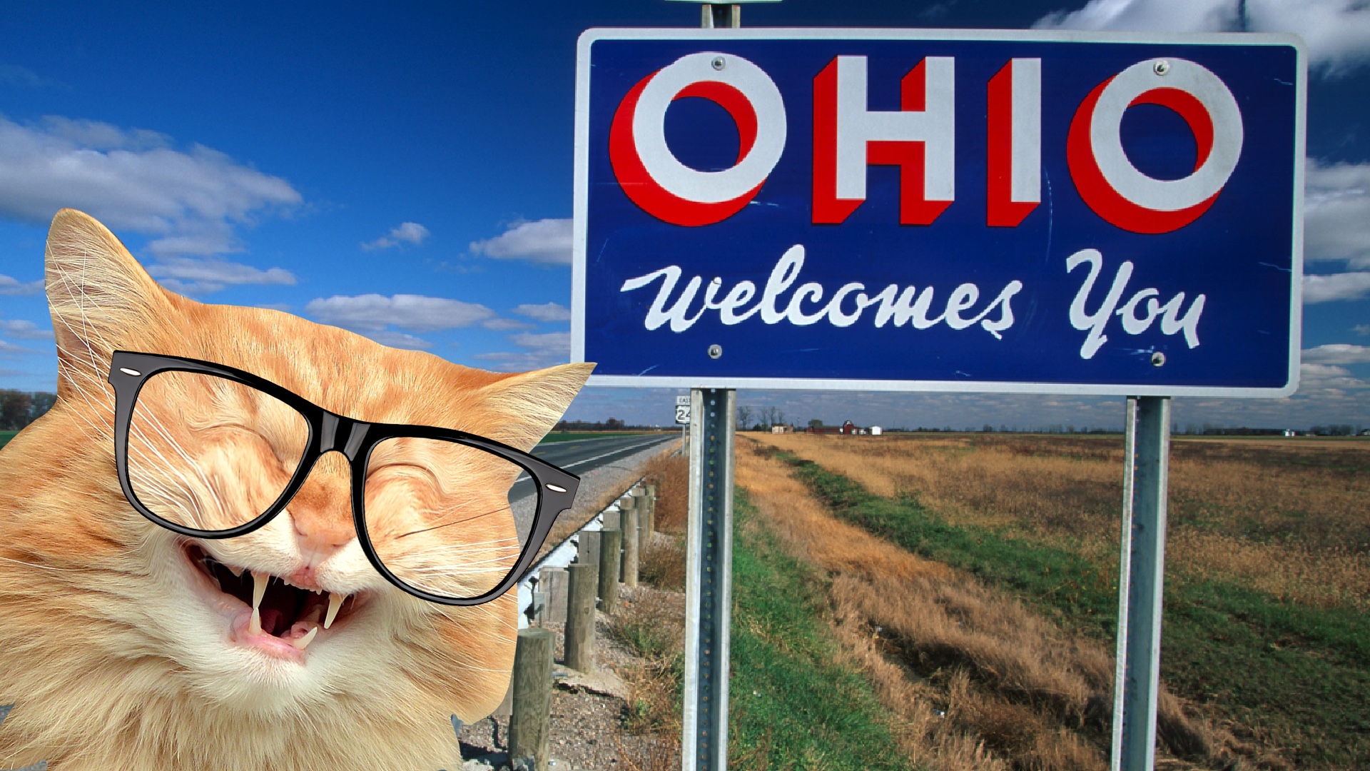 A cat goes to Ohio