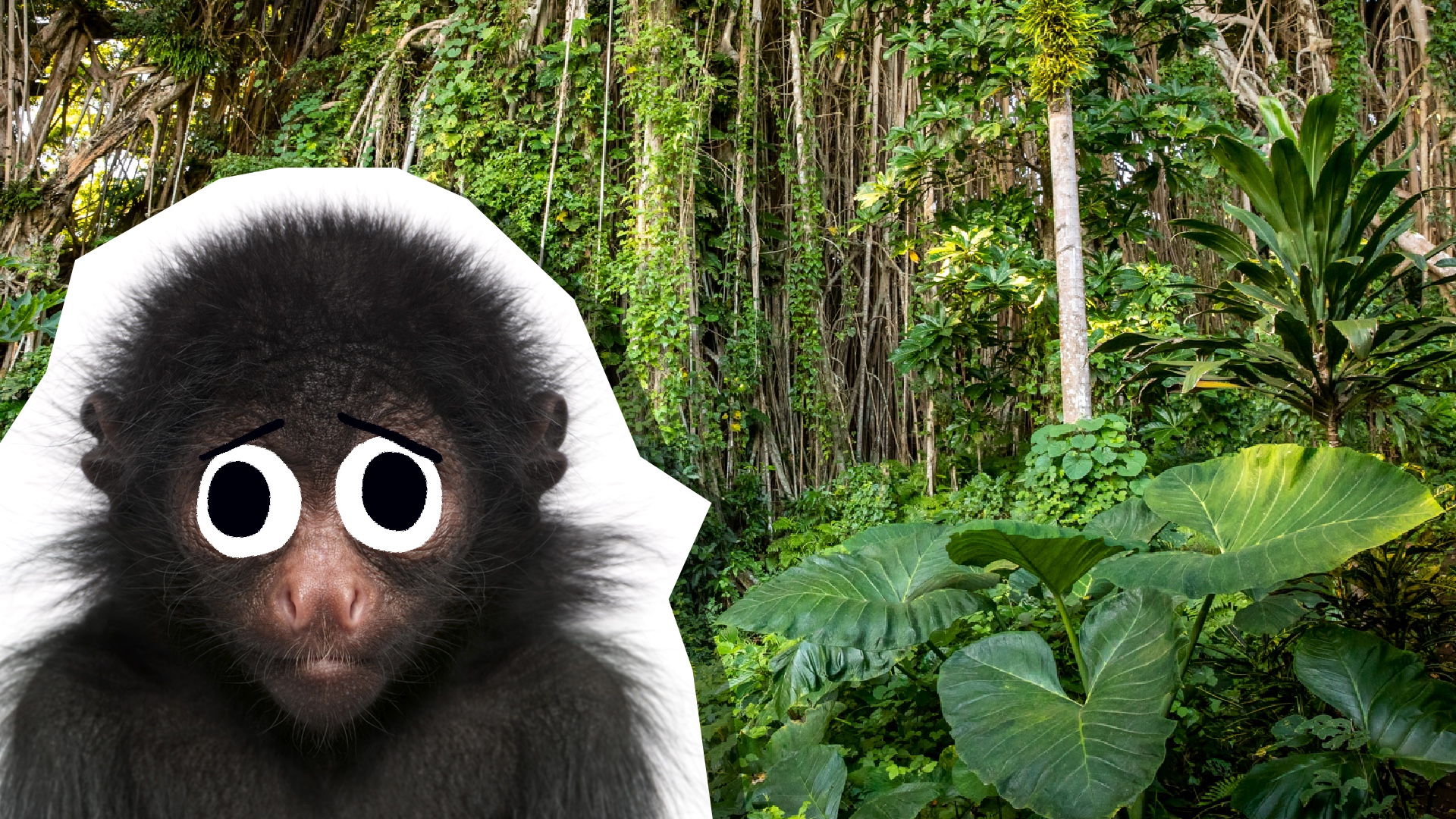 A sad monkey in the jungle