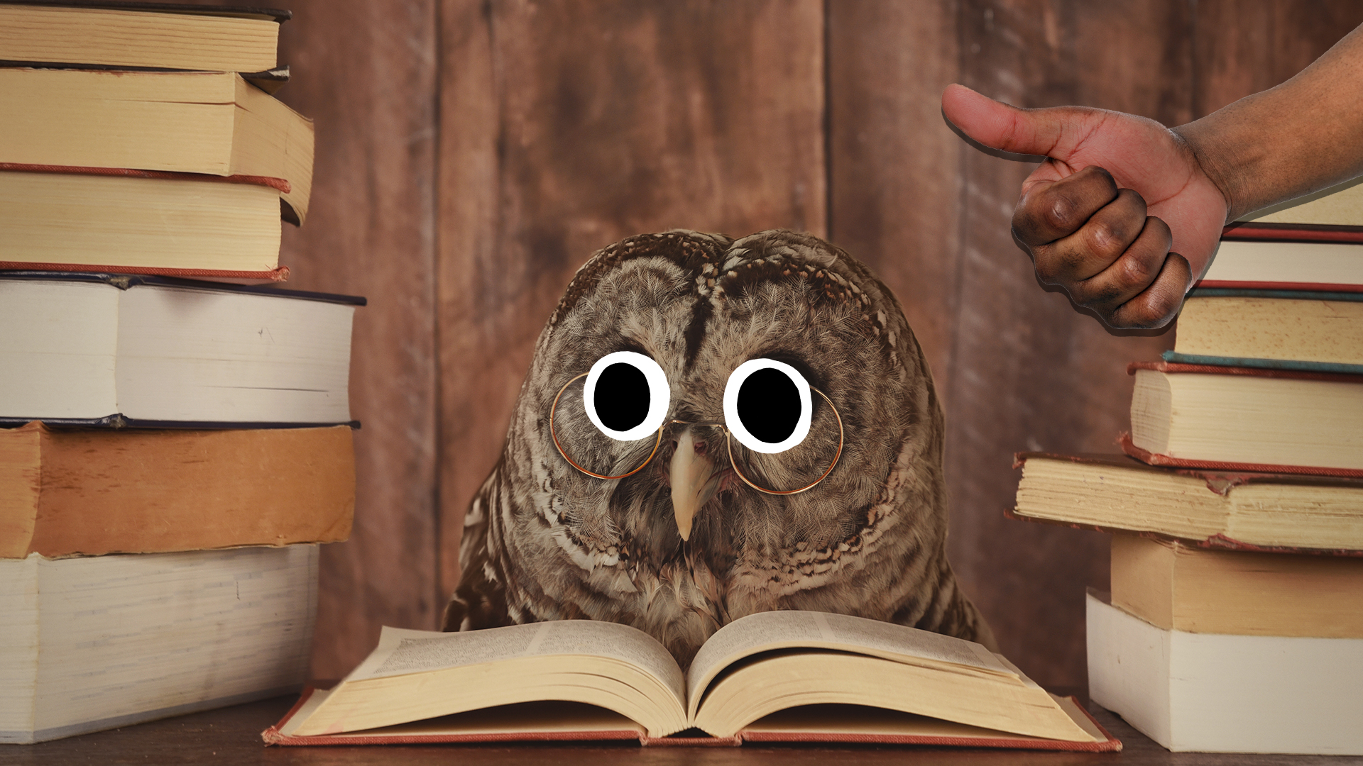 An owl studying