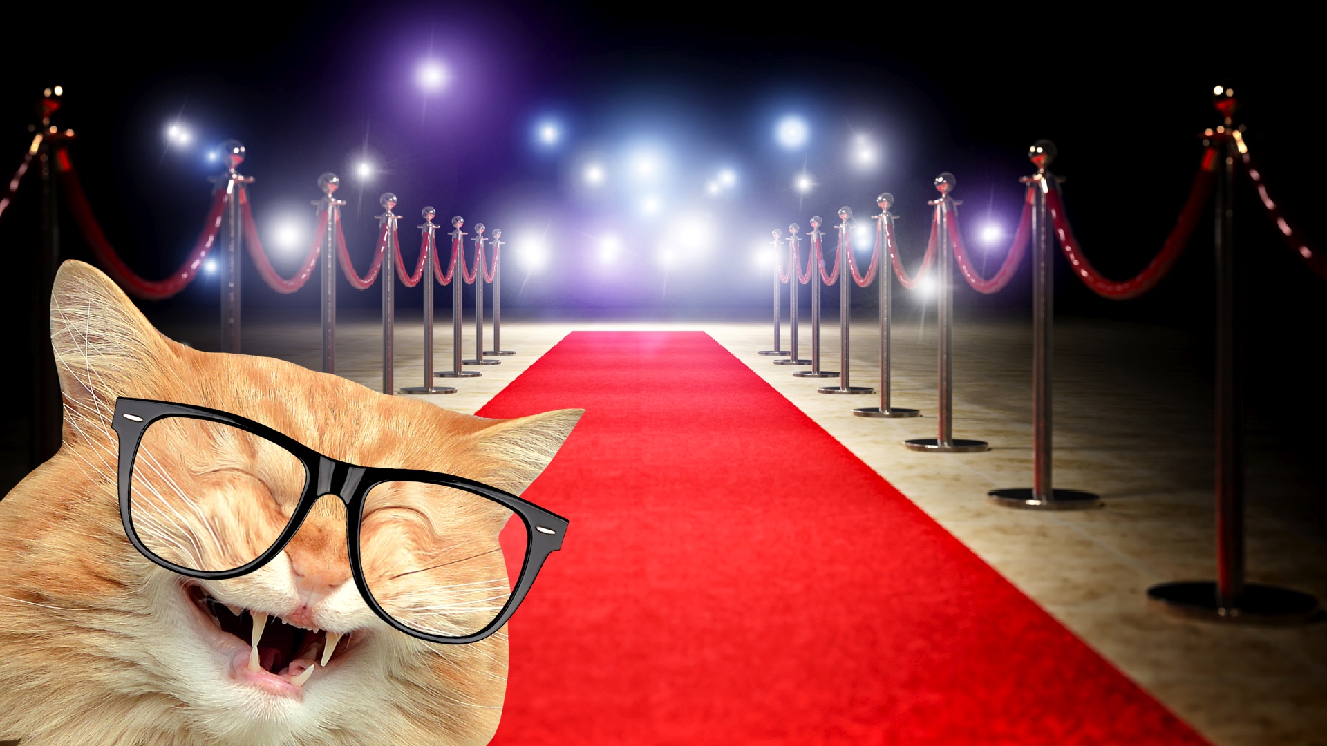 A cat on the red carpet at an awards ceremony