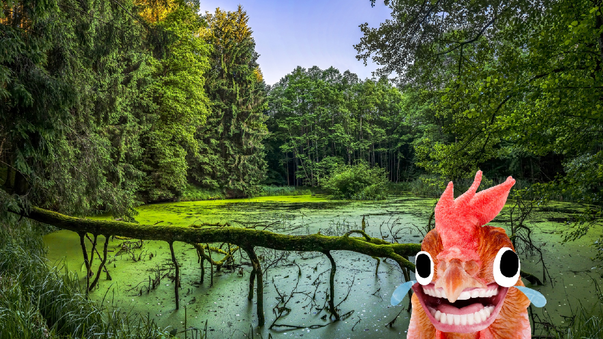 A chicken in a swamp