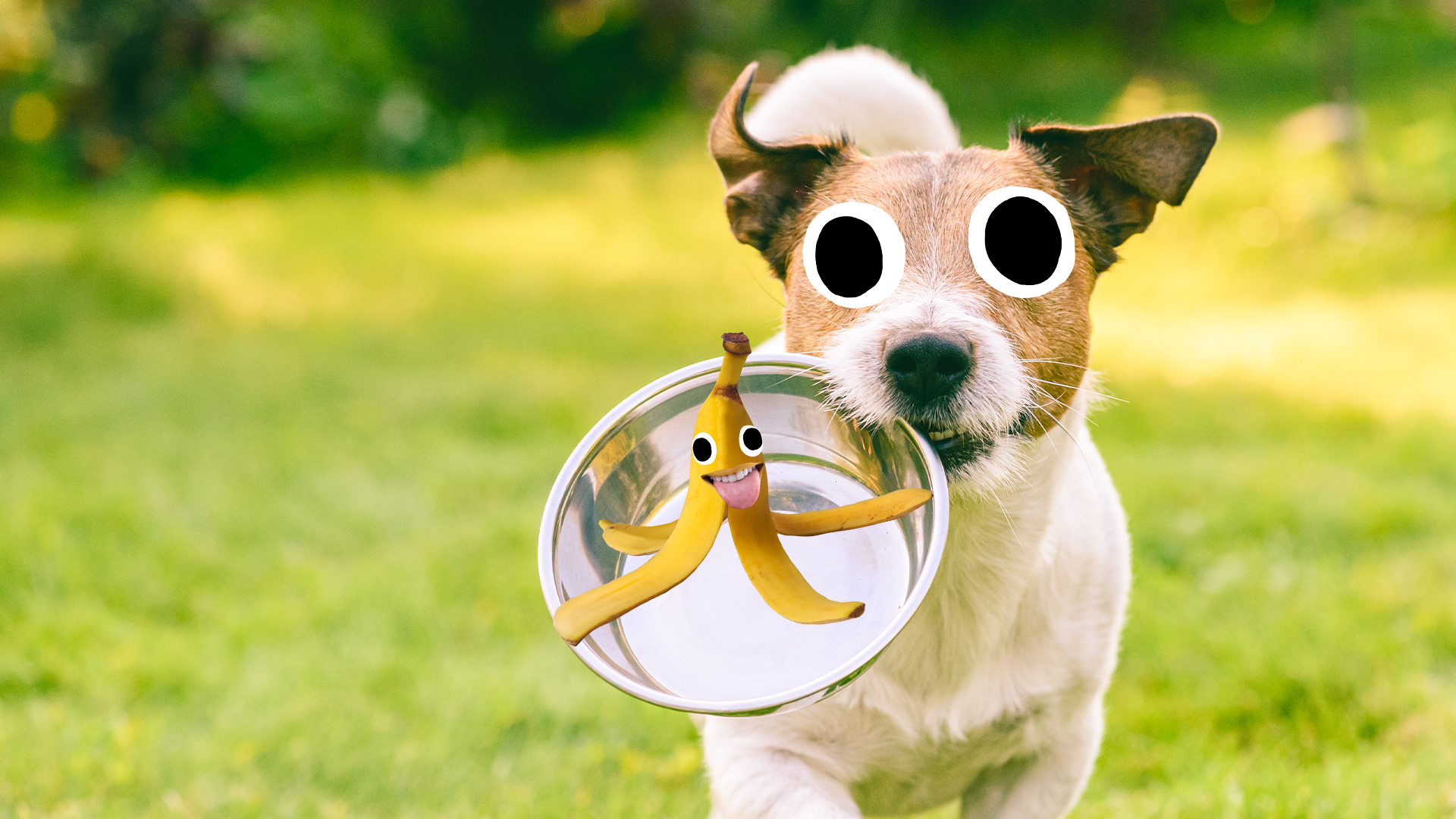 Dog with bowl and beano banana