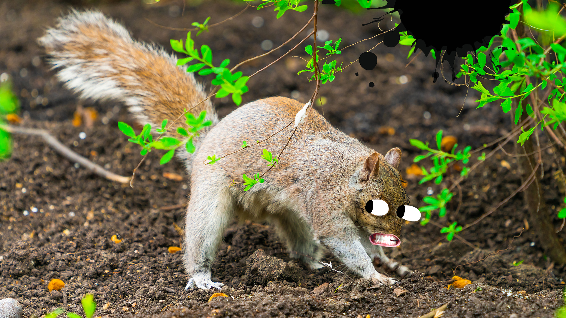 A squirrel burying something