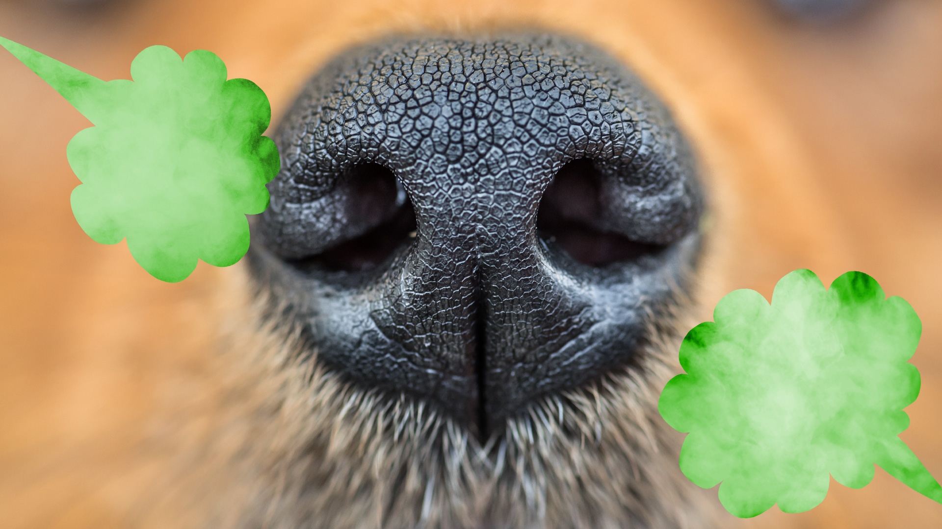 A close up of a dog's nose